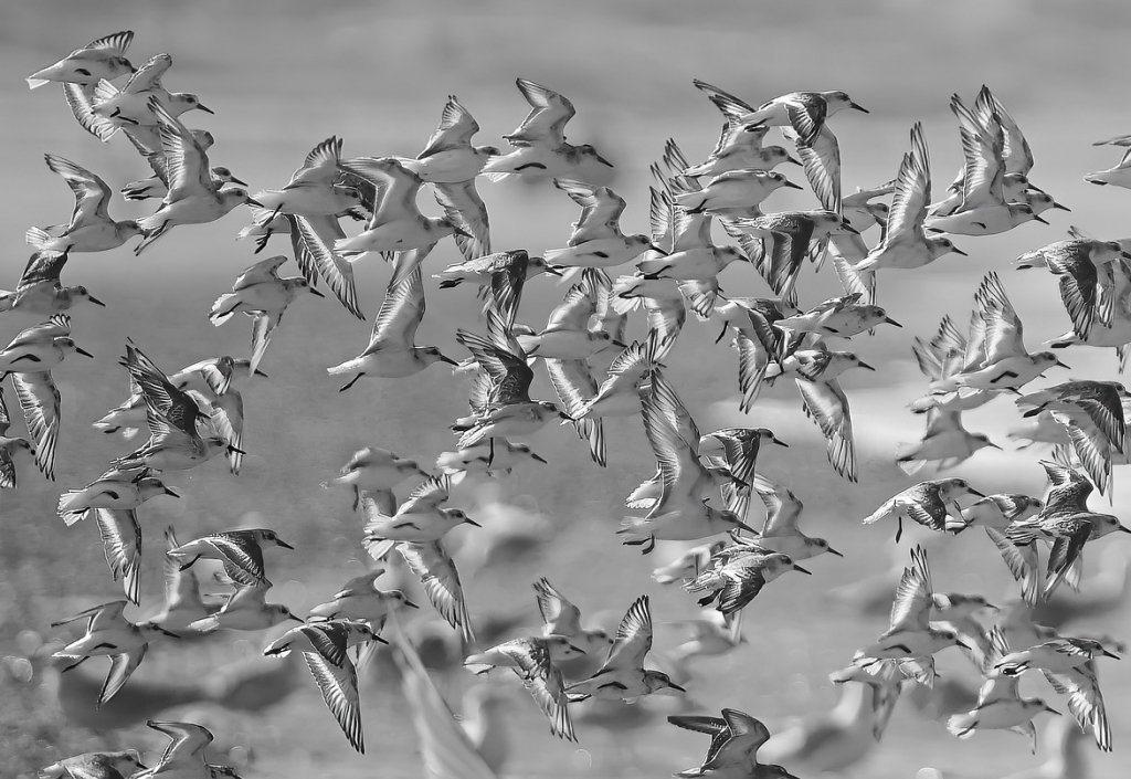 Migration Migración