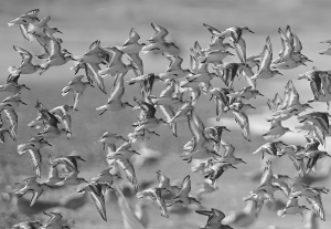 Migration Migration